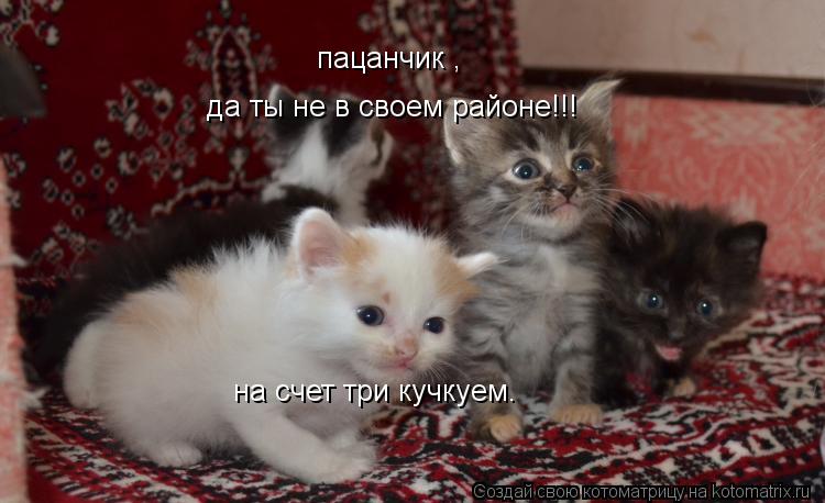 Котоматрица: пацанчик , да ты не в своем районе!!! на счет три кучкуем.