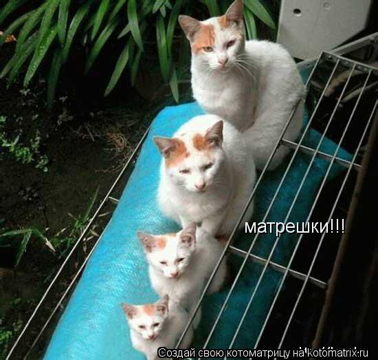 Котоматрица: матрешки!!!
