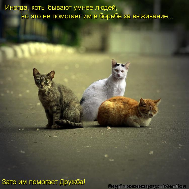Котоматрица: Иногда, коты бывают умнее людей, Зато им помогает Дружба! но это не помогает им в борьбе за выживание...