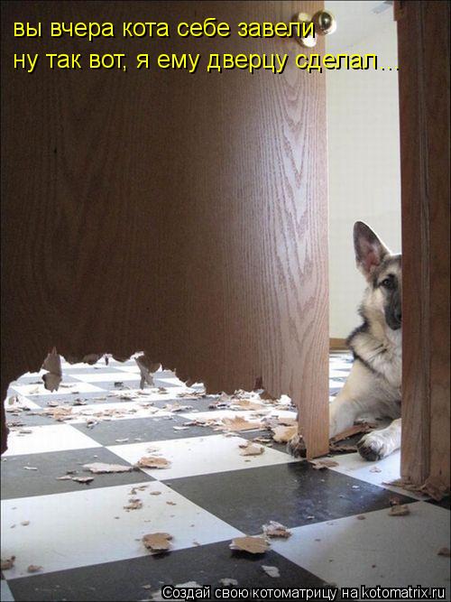 Котоматрица: вы вчера кота себе завели ну так вот, я ему дверцу сделал ...