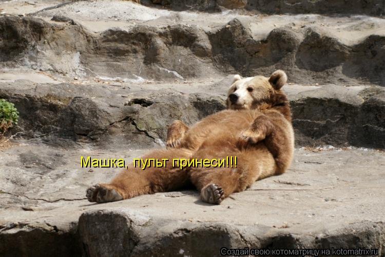 Котоматрица: Машка, пульт принеси!!!