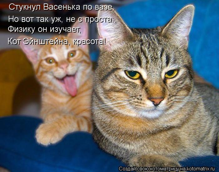 Котоматрица: Стукнул Васенька по вазе, Но вот так уж, не с проста.. Физику он изучает, Кот Эйнштейна, красота!