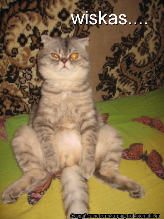 Котоматрица: wiskas....