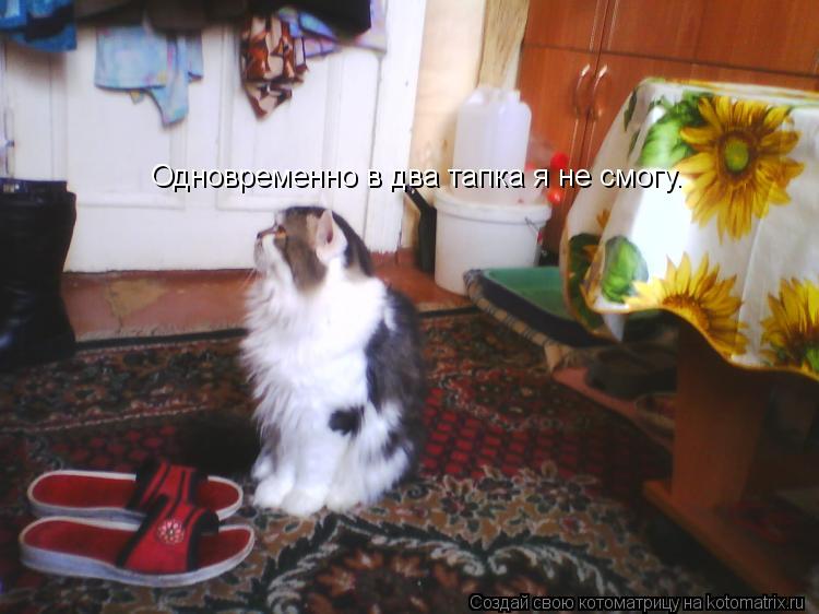 Котоматрица: Одновременно в два тапка я не смогу.
