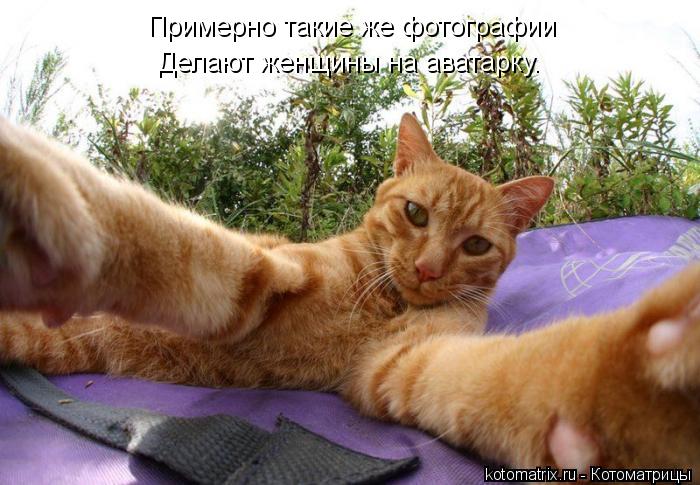 Котоматрица: Примерно такие же фотографии  Делают женщины на аватарку.