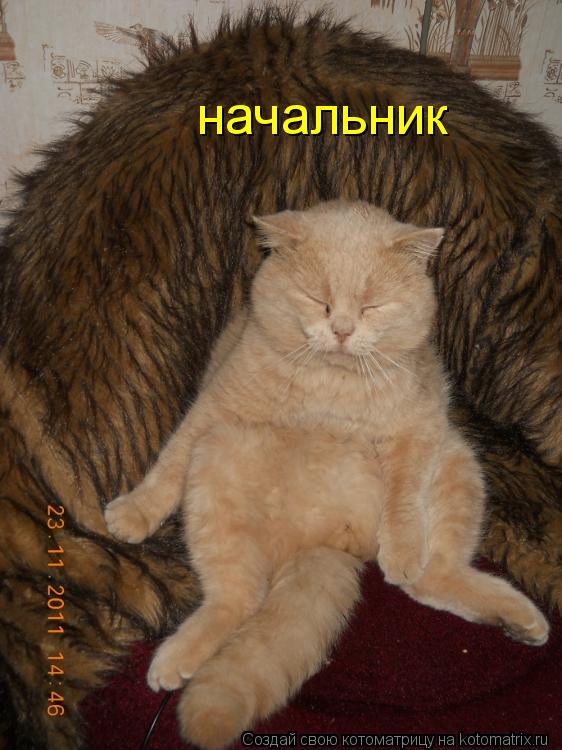 Котоматрица: начальник
