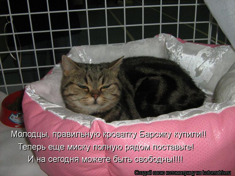 Котоматрица: Молодцы, правильную кроватку Барсику купили!! Теперь еще миску полную рядом поставьте! И на сегодня можете быть свободны!!!!