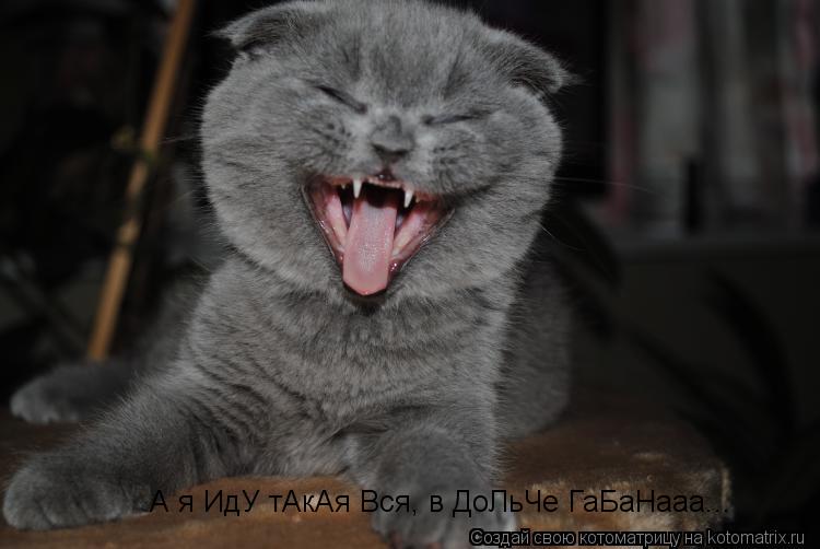 Котоматрица: А я ИдУ тАкАя Вся, в ДоЛьЧе ГаБаНааа...