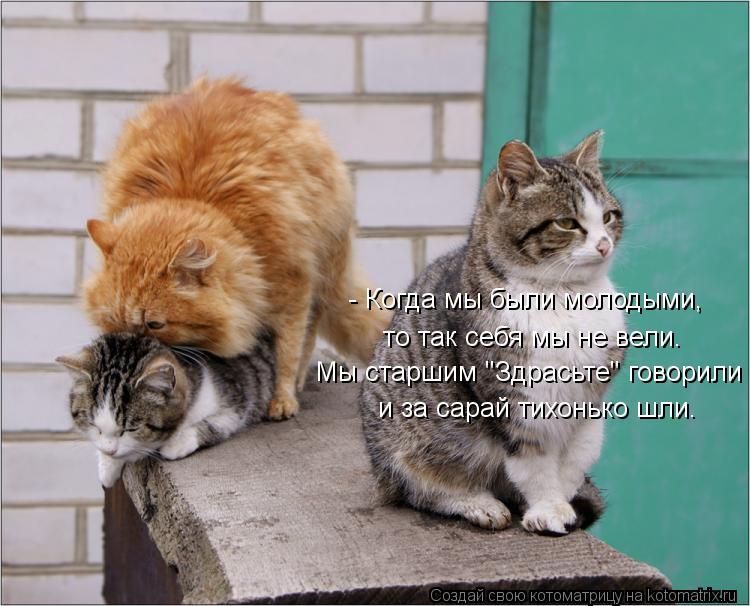 - Когда мы были молодыми, то так себя мы не вели. Мы старшим "Здрасьте" говорили и за сарай тихонько ... Котоматрица: - Когда мы были молодыми, то так себя мы не вели. Мы старшим "Здрасьте" говорили и за сарай тихонько шли.