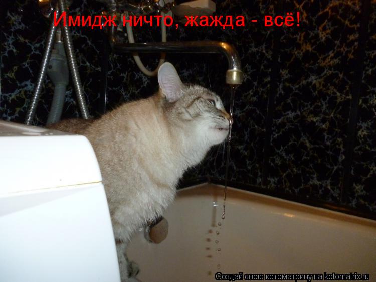 Имидж ничто, жажда - всё!... Котоматрица: Имидж ничто, жажда - всё!