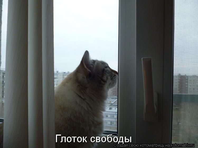 Глоток свободы... Котоматрица: Глоток свободы