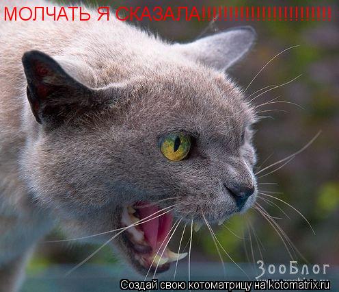 МОЛЧАТЬ Я СКАЗАЛА!!!!!!!!!!!!!!!!!!!!!!!!... Котоматрица: МОЛЧАТЬ Я СКАЗАЛА!!!!!!!!!!!!!!!!!!!!!!!!