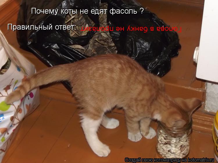 Почему коты не едят фасоль ? Правильный ответ: Голова в банку не пролазит... Котоматрица: Почему коты не едят фасоль ? Правильный ответ: Голова в банку не пролазит