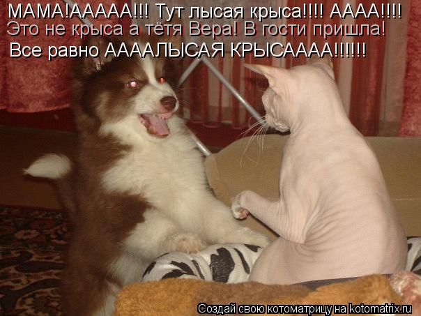 МАМА!ААААА!!! Тут лысая крыса!!!! АААА!!!! Это не крыса а тётя Вера! В гости пришла! Это не крыса а т... Котоматрица: МАМА!ААААА!!! Тут лысая крыса!!!! АААА!!!! Это не крыса а тётя Вера! В гости пришла! Это не крыса а тётя Вера! В гости пришла! Все равно ААААЛЫСАЯ К