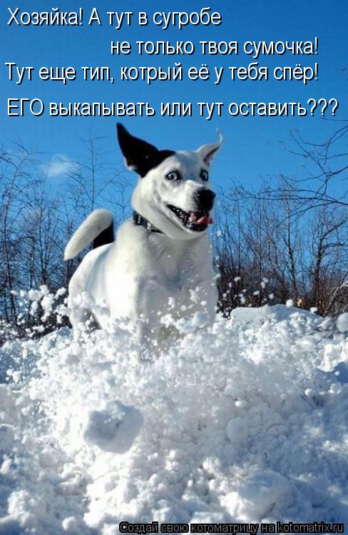 Хозяйка! А тут в сугробе не только твоя сумочка! Тут еще тип, котрый её у тебя спёр! ЕГО выкапывать ... Котоматрица: Хозяйка! А тут в сугробе не только твоя сумочка! Тут еще тип, котрый её у тебя спёр! ЕГО выкапывать или тут оставить???