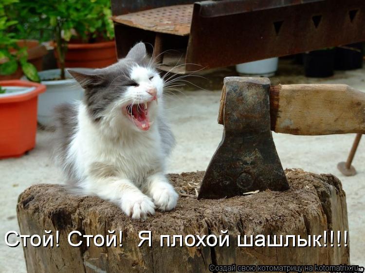 Стой! Стой! Я плохой шашлык!!!! Стой! Стой! Я плохой шашлык!!!!... Котоматрица: Стой! Стой! Я плохой шашлык!!!! Стой! Стой! Я плохой шашлык!!!!