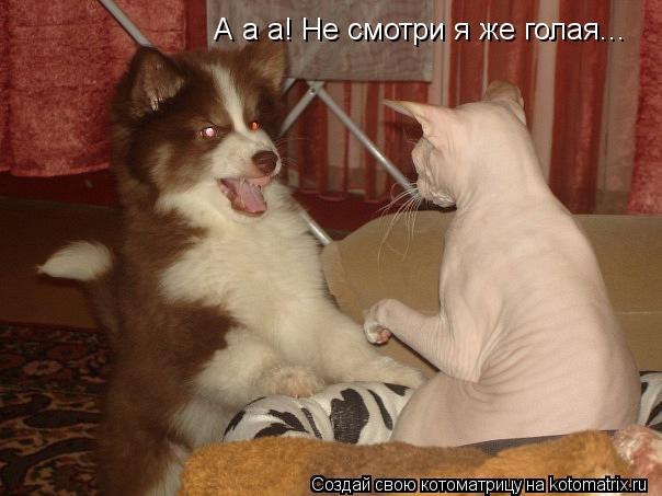 А а а! Не смотри я же голая...... Котоматрица: А а а! Не смотри я же голая...