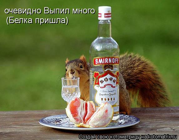 очевидно Выпил много (Белка пришла)... Котоматрица: очевидно Выпил много (Белка пришла)