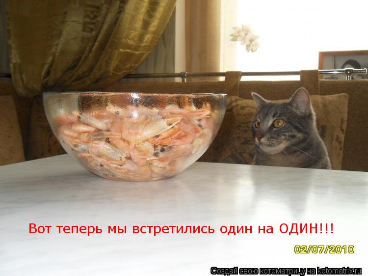 Котоматрица: Вот теперь мы встретились один на ОДИН!!!