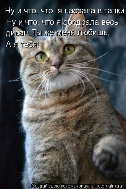 Котоматрица: Ну и что, что  я нассала в тапки Ну и что, что я ободрала весь диван. Ты же меня любишь, А я тебя!