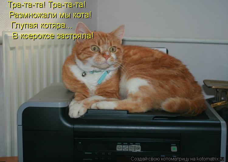 Котоматрица: Тра-та-та! Тра-та-та! Размножали мы кота! Глупая котяра... В ксероксе застряла!