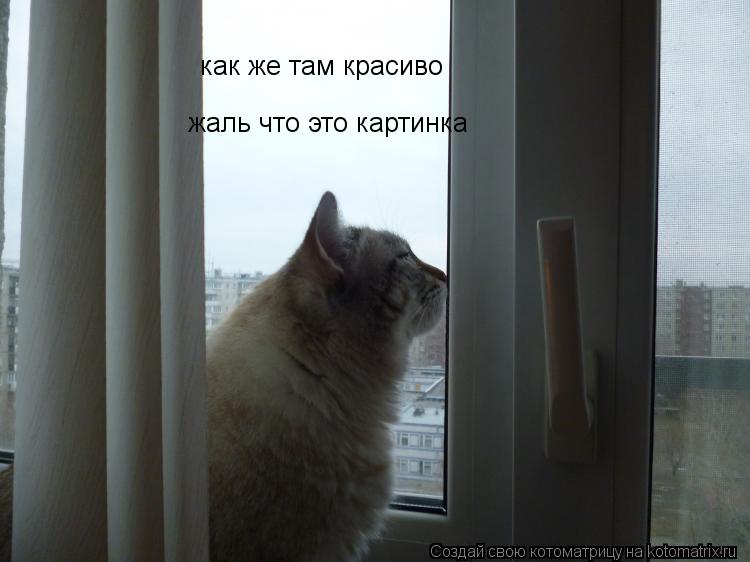 Котоматрица: как же там красиво  жаль что это картинка