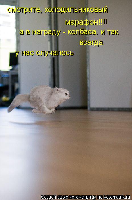 Котоматрица: смотрите, холодильниковый марафон!!!! а в награду - колбаса. и так всегда. у нас случалось