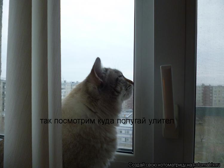 Котоматрица: так посмотрим куда попугай улител