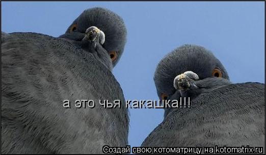 Котоматрица: а это чья какашка!!!
