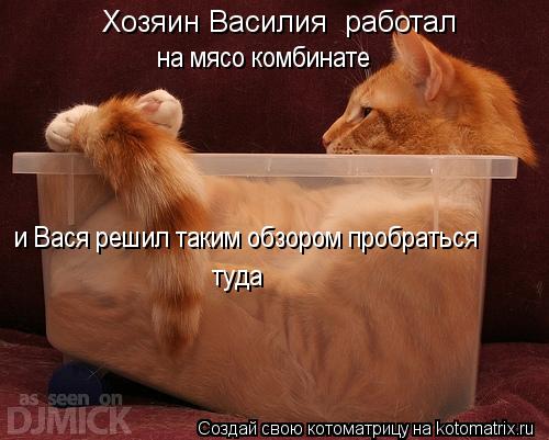 Котоматрица: Хозяин Василия  работал  на мясо комбинате и Вася решил таким обзором пробраться  туда  туда