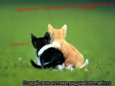 Котоматрица: медитируй мидитируй! перед тобой кусок мяса! мяса! ммммм!!