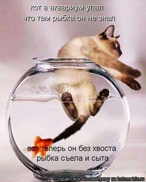 Котоматрица: кот в аквариум упал что там рыбка он не знал вот теперь он без хвоста рыбка съела и сыта