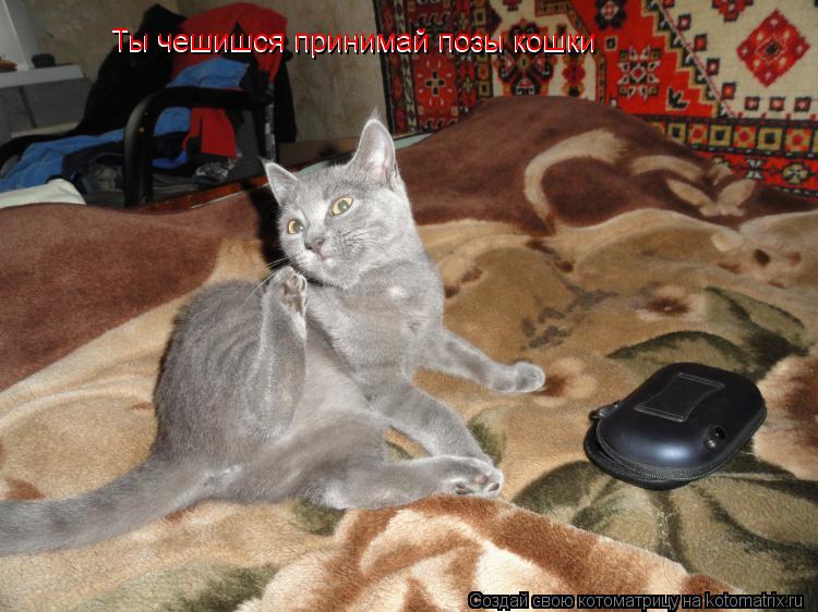 Котоматрица: Ты чешишся принимай позы кошки Ты чешишся принимай позы кошки