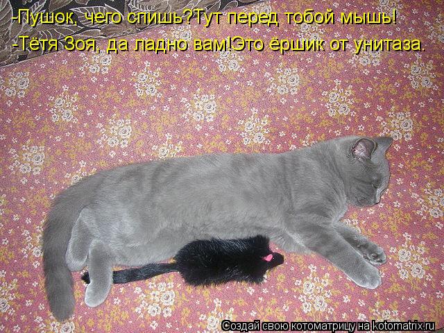 Котоматрица: -Пушок, чего спишь?Тут перед тобой мышь! -Тётя Зоя, да ладно вам!Это ёршик от унитаза.