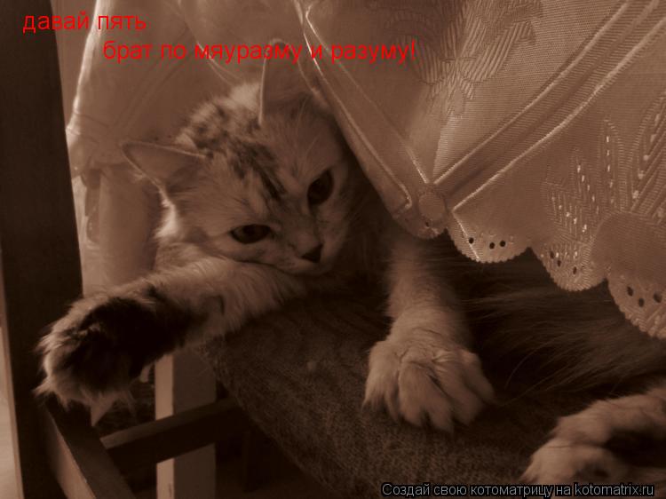 Котоматрица: давай пять брат по мяуразму и разуму!