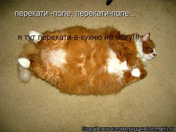 Котоматрица: перекати -поле, перекати-поле... я тут перекати-в-кухню не могу!!!