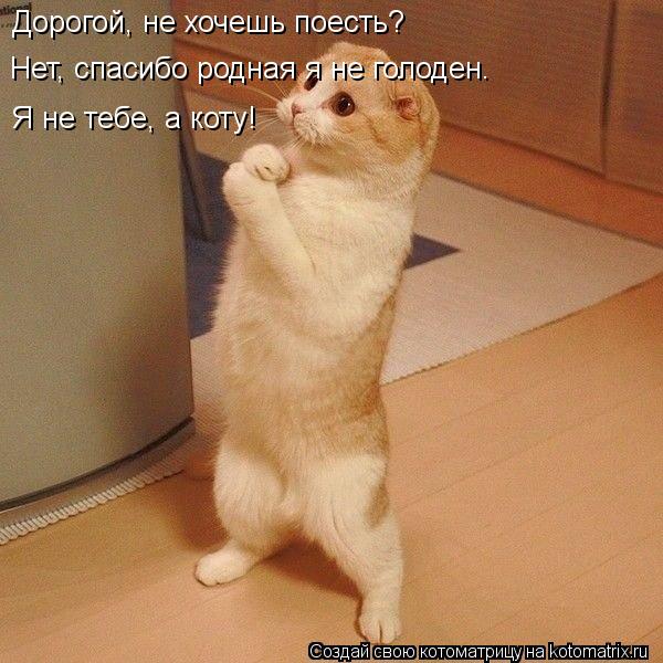 Котоматрица: Дорогой, не хочешь поесть? Нет, спасибо родная я не голоден. Я не тебе, а коту!
