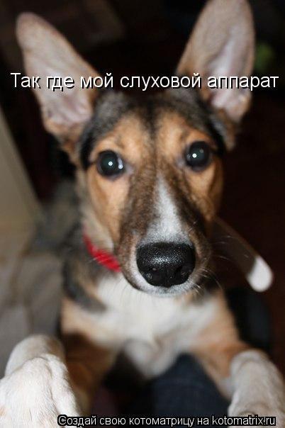 Котоматрица: Так где мой слуховой аппарат