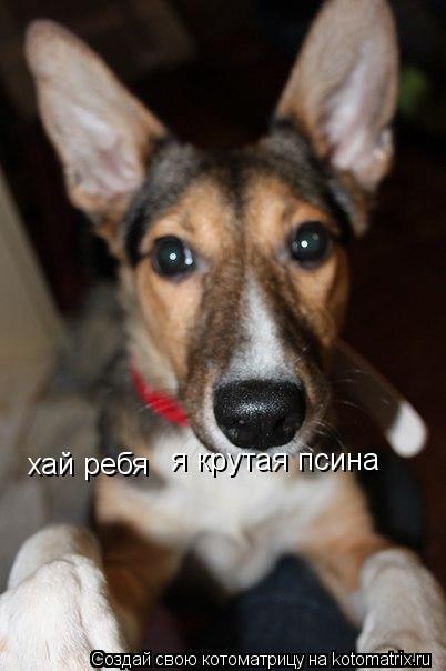 Котоматрица: хай ребя я крутая псина