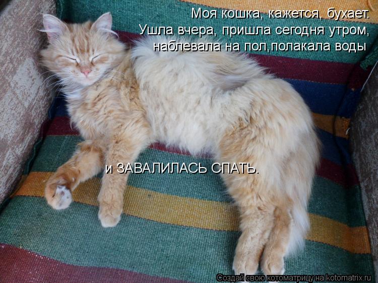 Котоматрица: Моя кошка, кажется, бухает. Ушла вчера, пришла сегодня утром, наблевала на пол,полакала воды и ЗАВАЛИЛАСЬ СПАТЬ.