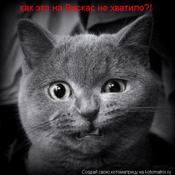 Котоматрица: как это на Вискас не хватило?!