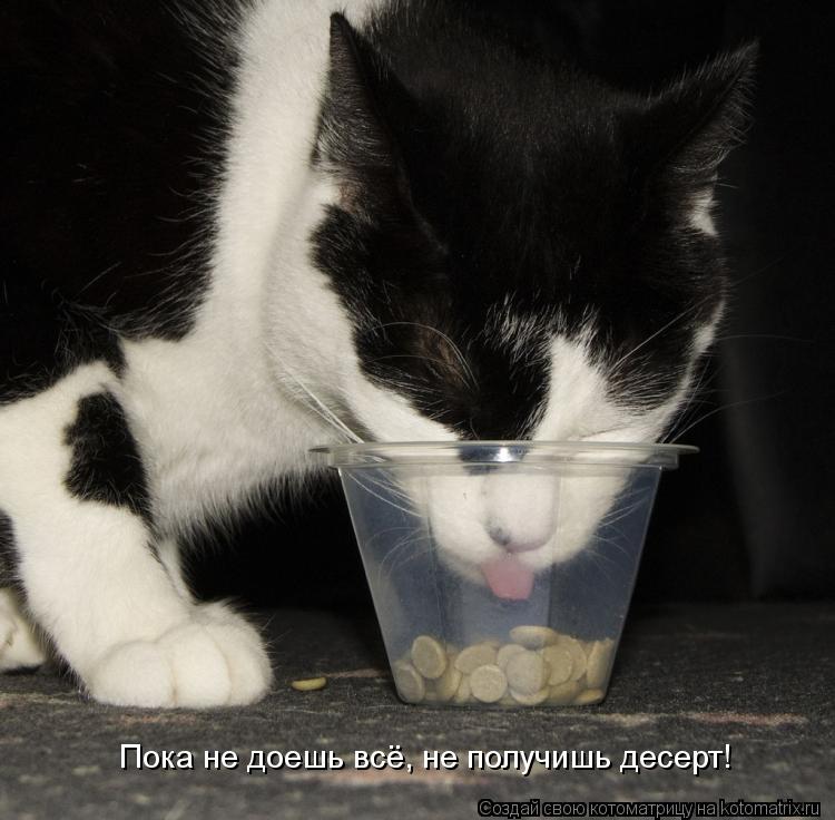 Котоматрица: Пока не доешь всё, не получишь десерт!