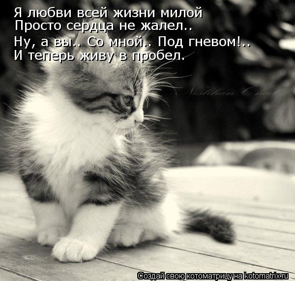 Котоматрица: Я любви всей жизни милой Просто сердца не жалел.. Ну, а вы.. Со мной.. Под гневом!.. И теперь живу в пробел.