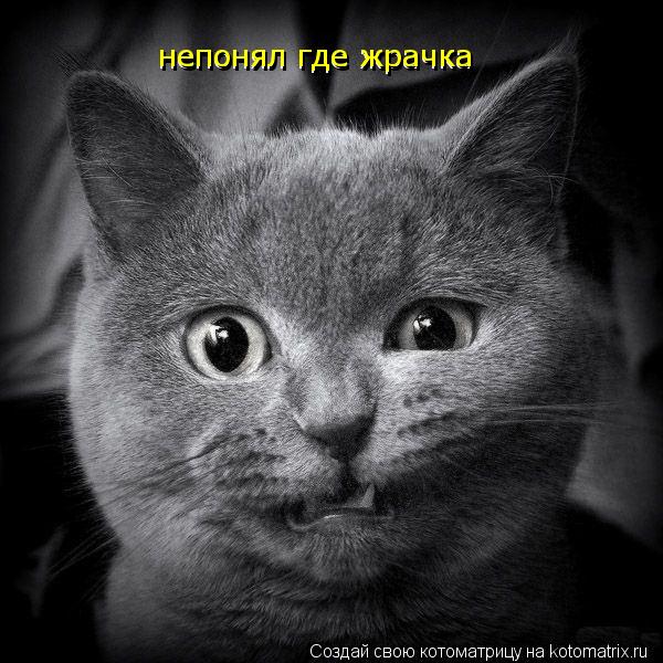Котоматрица: непонял где жрачка непонял где жрачка