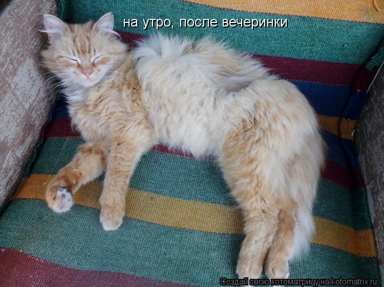 Котоматрица: на утро, после вечеринки