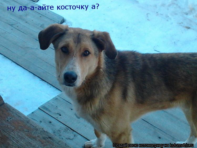 Котоматрица: ну да-а-айте косточку а?