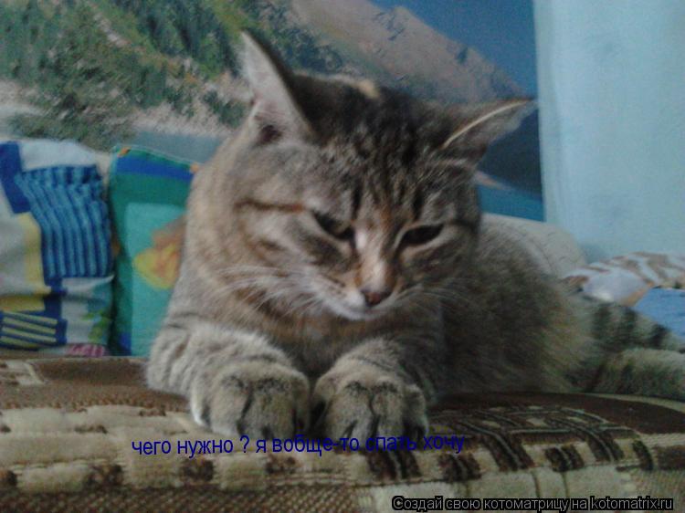 Котоматрица: чего нужно ? я вобще-то спать хочу