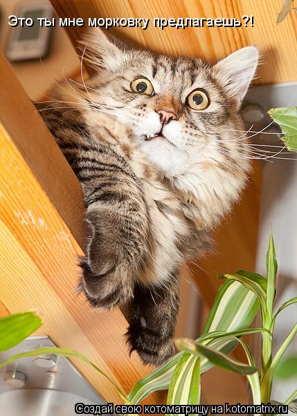Котоматрица: Это ты мне морковку предлагаешь?!