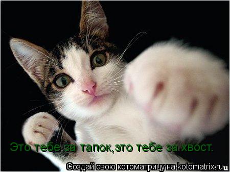 Котоматрица: Это тебе за тапок,это тебе за хвост.