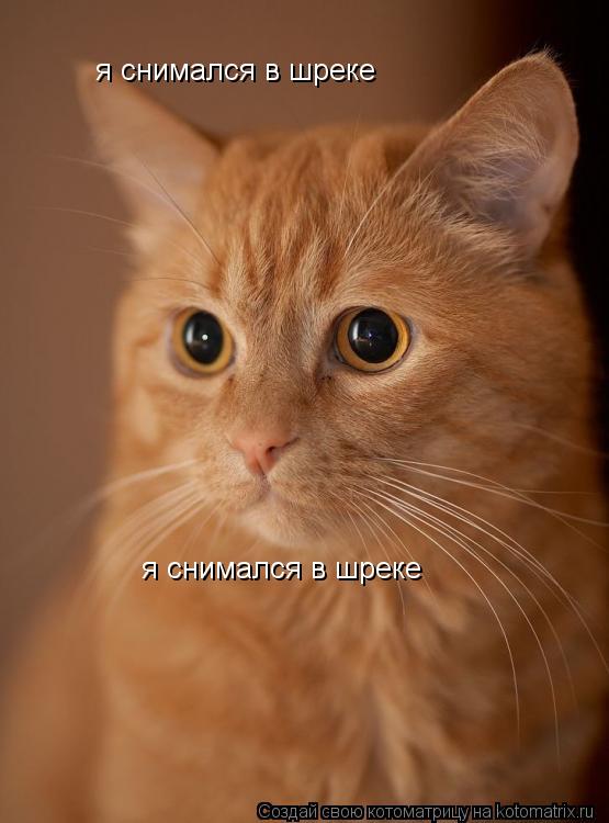Котоматрица: я снимался в шреке я снимался в шреке